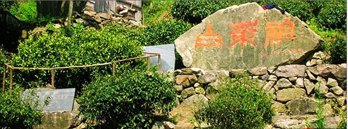 安吉白茶白茶祖.jpg