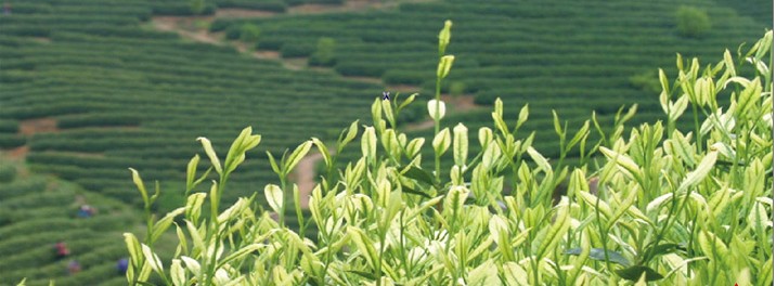 安吉白茶2.jpg