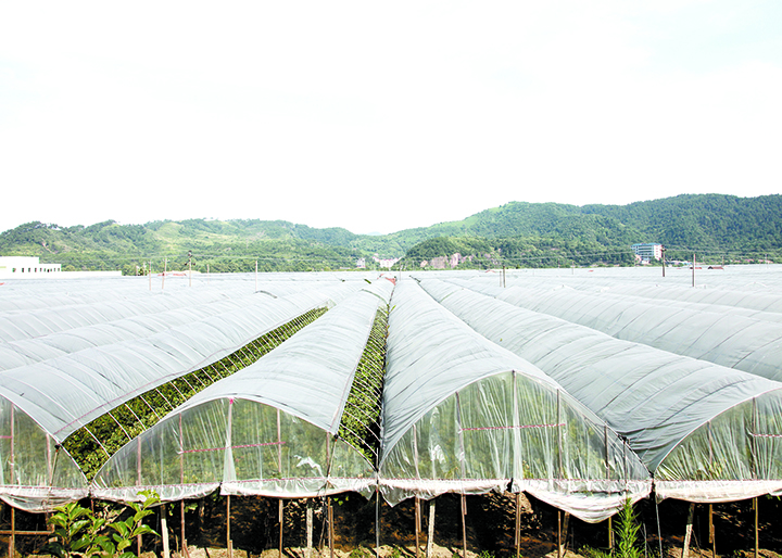 种植场大景.jpg