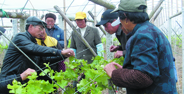 葡萄师傅甄根来到外地传经送宝.JPG